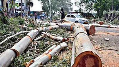 Dehradun: Tree felling on Sahastradhara Road begins amid protests