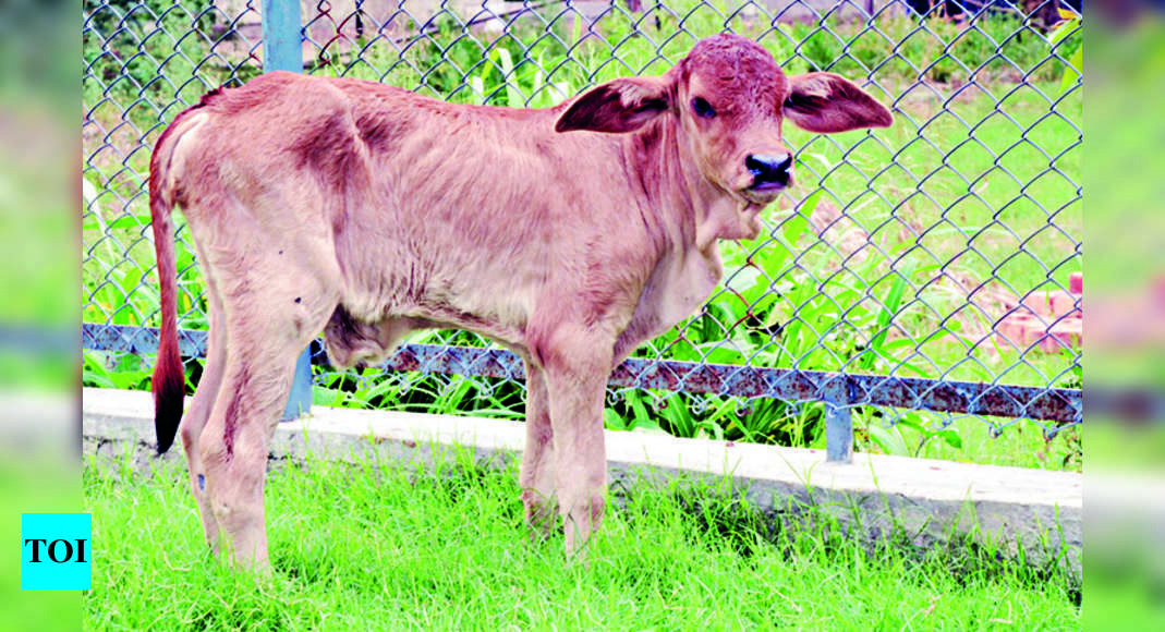 Vet Varsity Produces 1st Opu Ivf Calf In Punjab | Ludhiana News - Times of  India