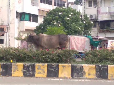 STRAY CATTLE ADD TO TRAFFIC CHAOS