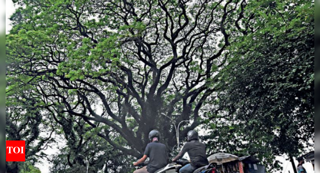 Kochi: Study Estimates 82 Tree Species In Fort Kochi & Mattancherry ...