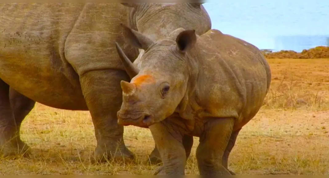 White rhinos are back to Mozambique after 40 years of extinction ...