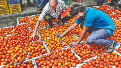 ‘Off-season tomatoes’ a hit in Himachal Pradesh, plan to hike production