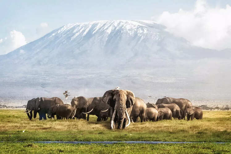 Amboseli National Park, Kenya