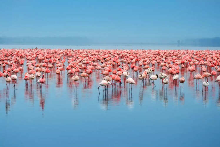 Lake Nakuru National Park, Kenya