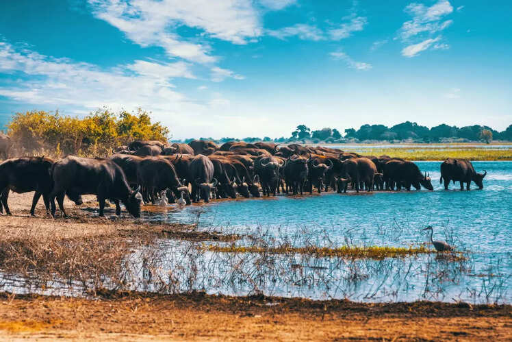 Okavango Delta, Botswana