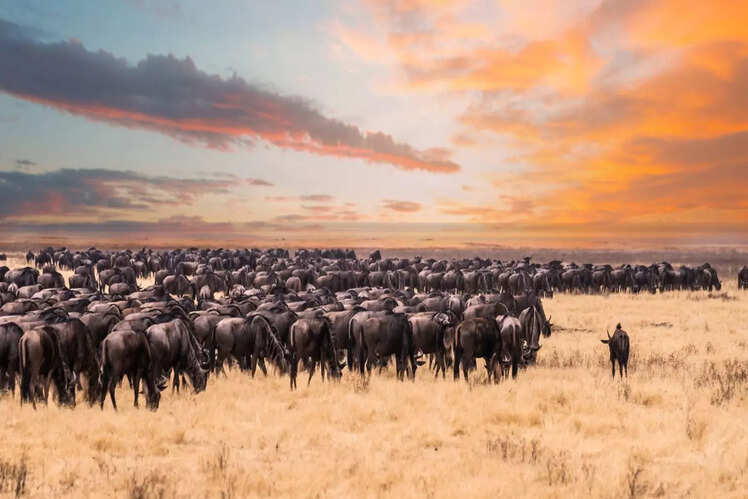 Serengeti National Park, Tanzania