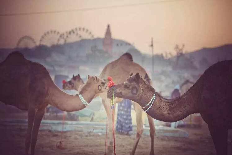 Be a part of the world&rsquo;s largest camel fair