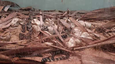 Mangaluru: 38 king cobra eggs hatched at Pilikula zoo