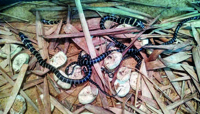 38 King Cobra Eggs Hatch At Pilikula | Mangaluru News - Times of India