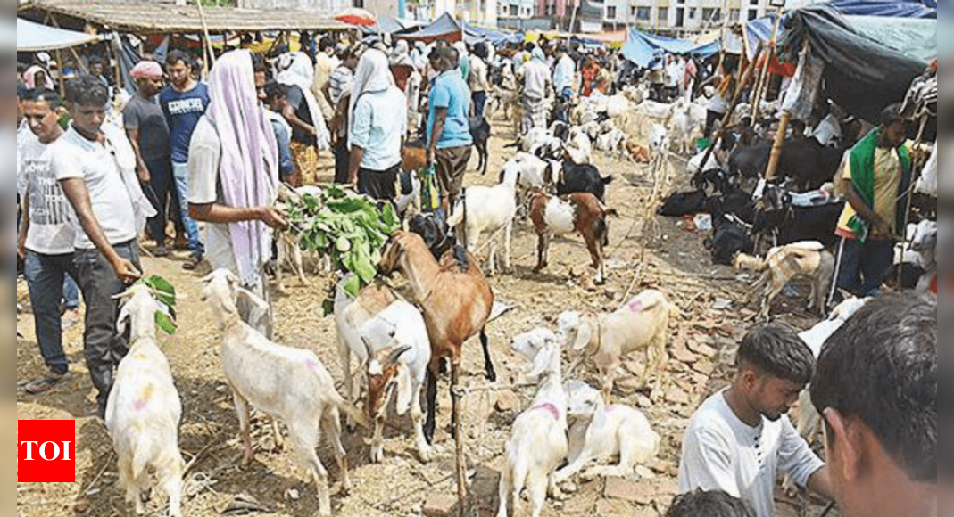 Goat Market Is Better, But Still Dull This Yr: Vendors | Patna News ...