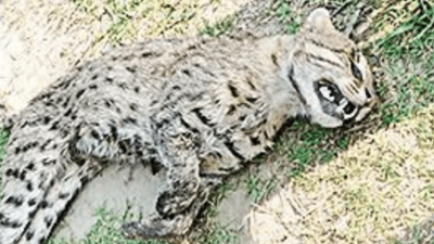 Bagaha: Bihar: Fishing cat found dead at Bagaha