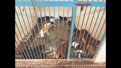 Sterilisation: Municipal Corporation seeks locals’ help in locating dogs in Punjab