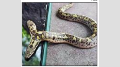 Rajasthan: 2-headed Russell’s Boa snake rescued from temple in Tonk