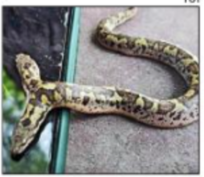 Rajasthan: 2-headed Russell’s Boa snake rescued from temple in Tonk