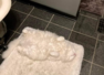 Can you find hidden cats in these pictures?