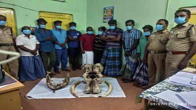 Nine arrested for possession of ivories near Coimbatore