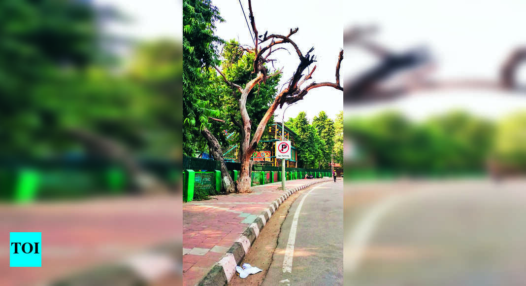 Chd Incident: Dc Tells Institutes To Trace Unsafe Trees | Ludhiana News ...