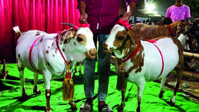 Lucknow: Bunty, Babli outshine Salman, Shahrukh in Bakrid goat market