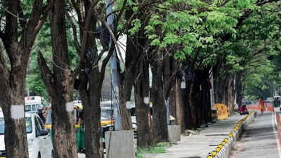 Karnataka: PWD to relocate trees before road work