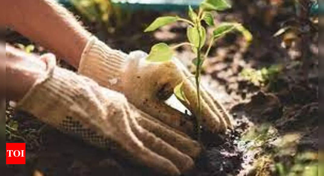 Gardening can promote better mental health: Study – Times of India