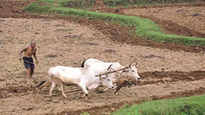 Less rain worry for farmers, 4% of cultivable land sowed in Jharkhand