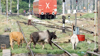 ‘Cattle runovers’ delaying 11 trains a day