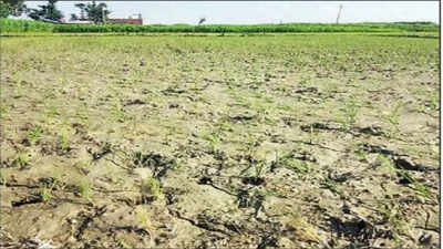 Bihar: 30 percent rain deficiency hits farmers