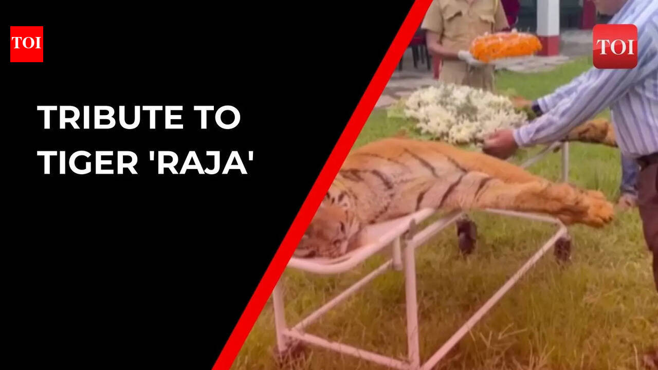 People pay tribute to 25-year-old tiger ‘Raja’ on its death