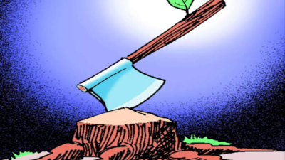 Chandigarh to cut two heritage trees in sectors 19, 23
