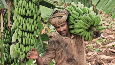 Karnataka: Vegetable growers suffer huge losses due to flood