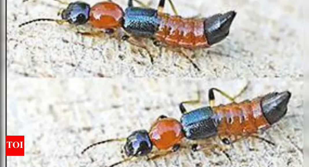 Nairobi: Nairobi Fly Attacks:purnia Put On Alert | Patna News - Times ...
