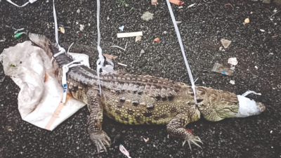 banner img