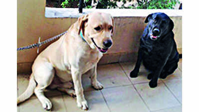 Pet registration picks up in Dehradun but numbers still not close to actual figures