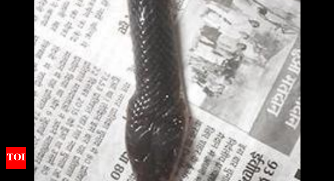 Misrod Snake Autopsy To Uncoil Misrod Murder Mystery Bhopal News