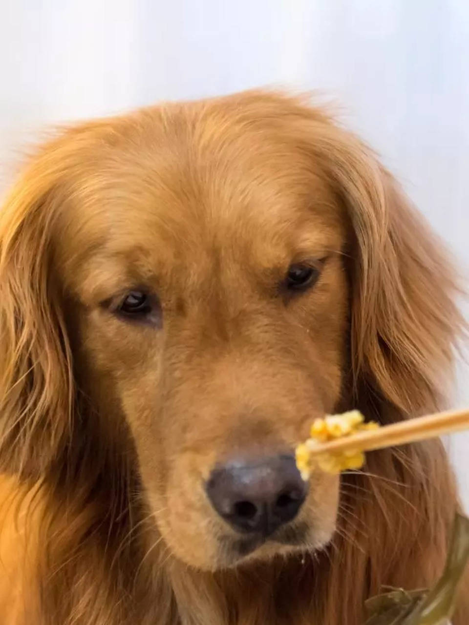 Golden retriever 2024 foods to avoid