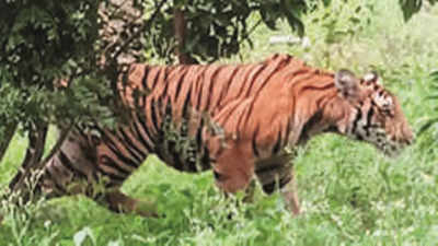 In past 3 months, Goa records 6 tiger sightings