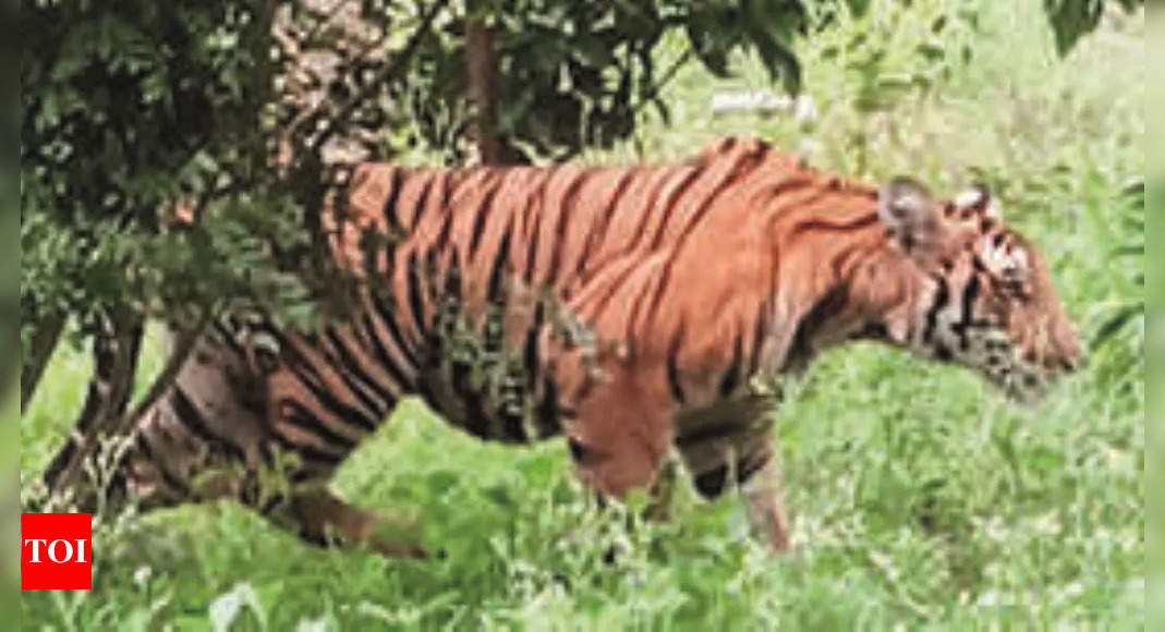 In past 3 months, Goa records 6 tiger sightings | Goa News - Times of India