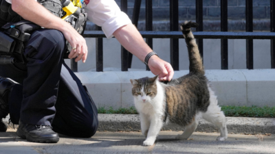 Downing Street cat drawn into political fight for his residence