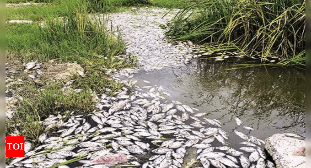 Deepthisrinagar: Fish Choke To Death As Flood Washes Up Garbage Into ...