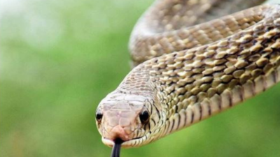 Navi Mumbai: Teen bitten by venomous snake at picnic saved