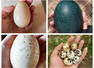 Most expensive eggs in the world and the reason why they cost so much