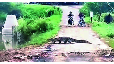 Jaywalking crocodile halts traffic