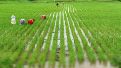 Rice farmers to ramp up planting after a delayed start