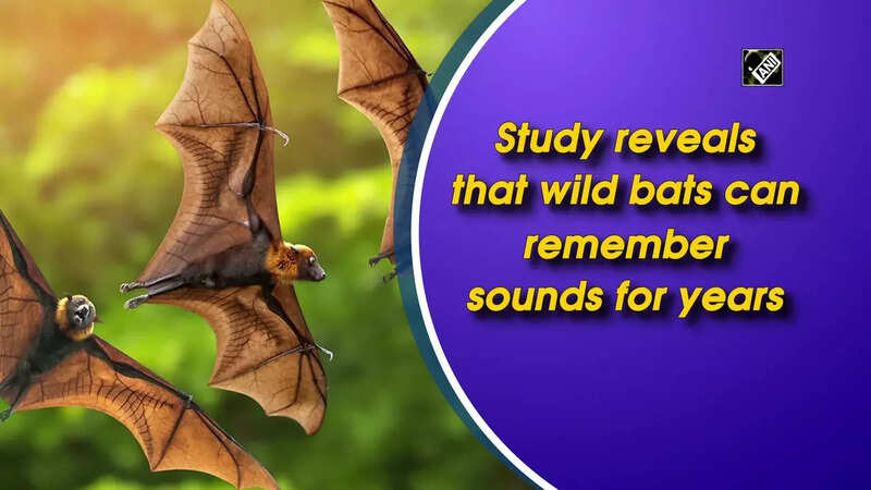 Study reveals that wild bats can remember sounds for years
