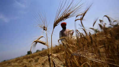 Depleting wheat & rice stocks may make it tough to continue free food grain scheme beyond September