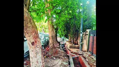 More trees found damaged in Delhi's Hauz Khas, says forest department