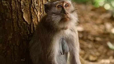 Monkeys Take Baby From Dad Throw It Bareilly News Times Of India