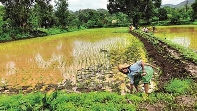 Farmers upbeat as rain pushes up paddy cultivation in Pune
