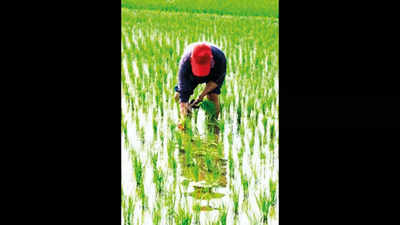 Punjab: Rainwater recedes, crop still at risk