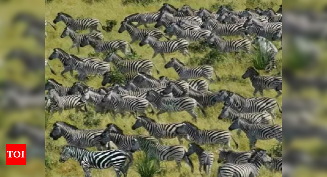 can-you-spot-the-tiger-in-this-herd-of-zebras-within-10-seconds-times-of-india